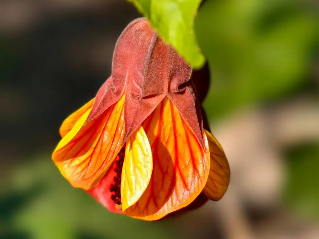 abutilon