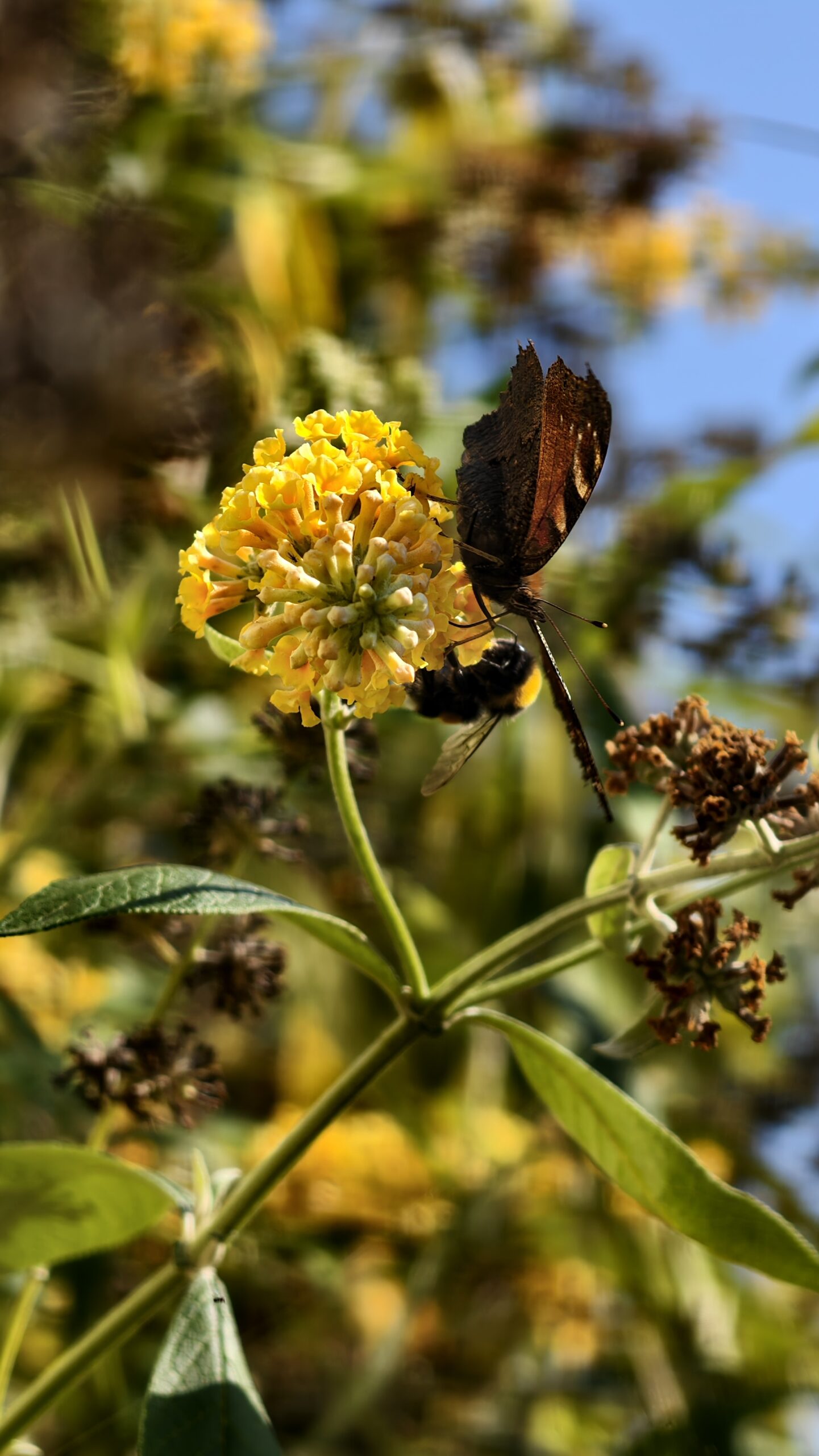 Buddleja weyeriana ‘Honeycomb’