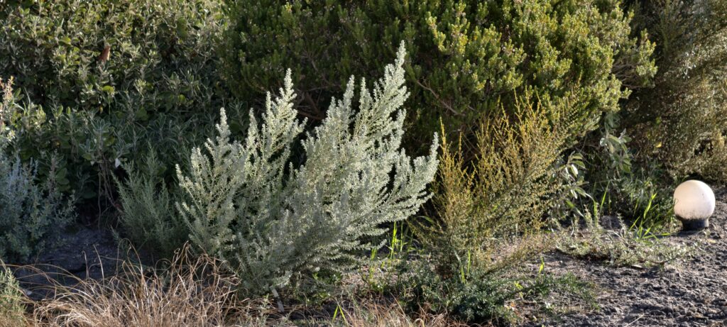 Ozothamnus rosmarinifolia Silver Jubilée