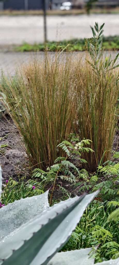 Chionochloa rubra