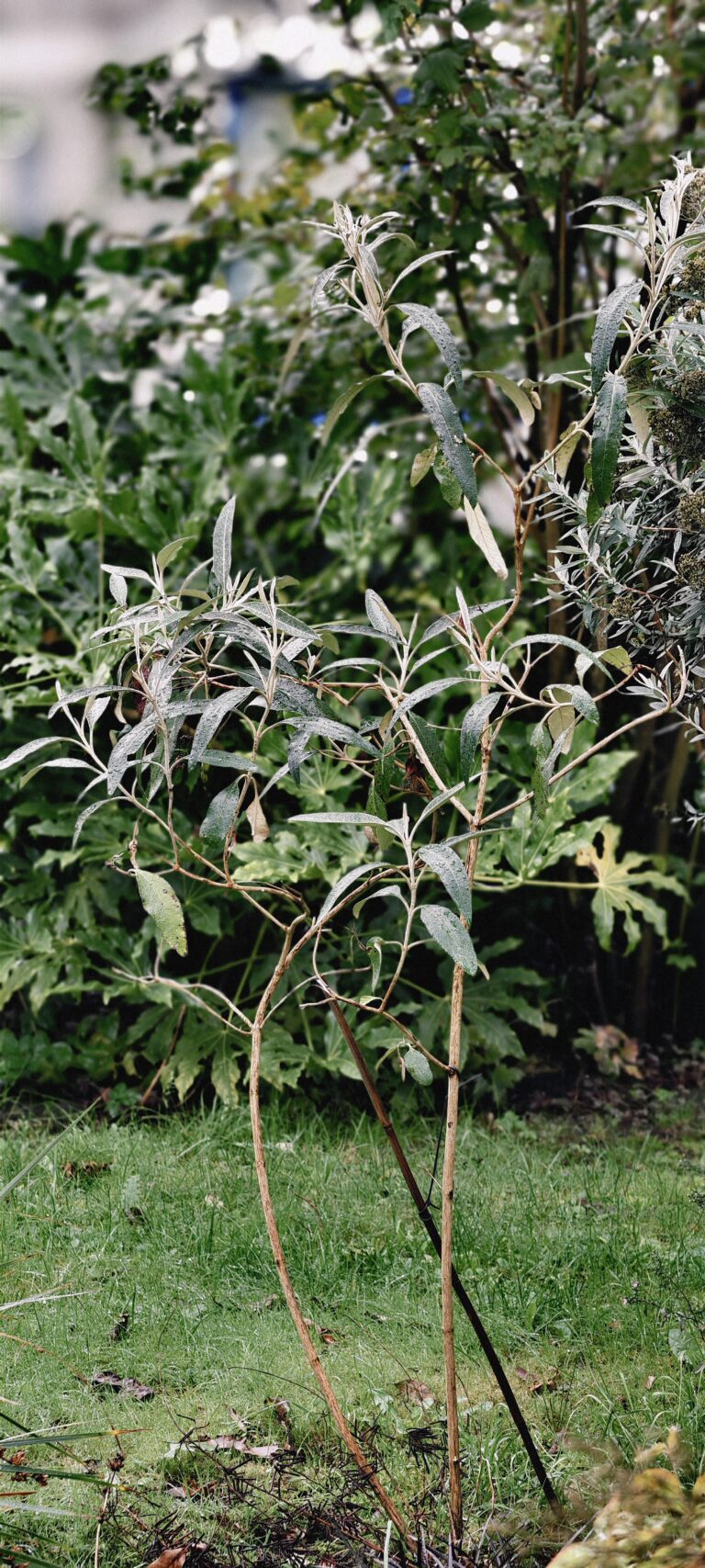 buddleja kleinii