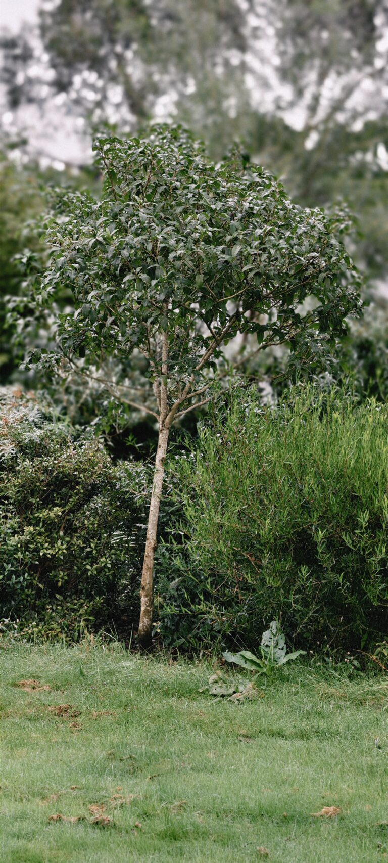 osmanthus yunnanensis