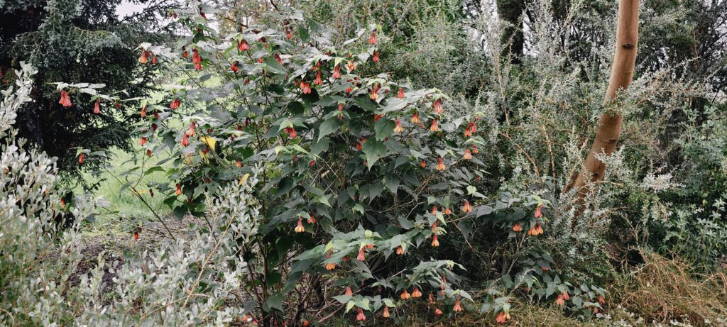 abutilon hot lava