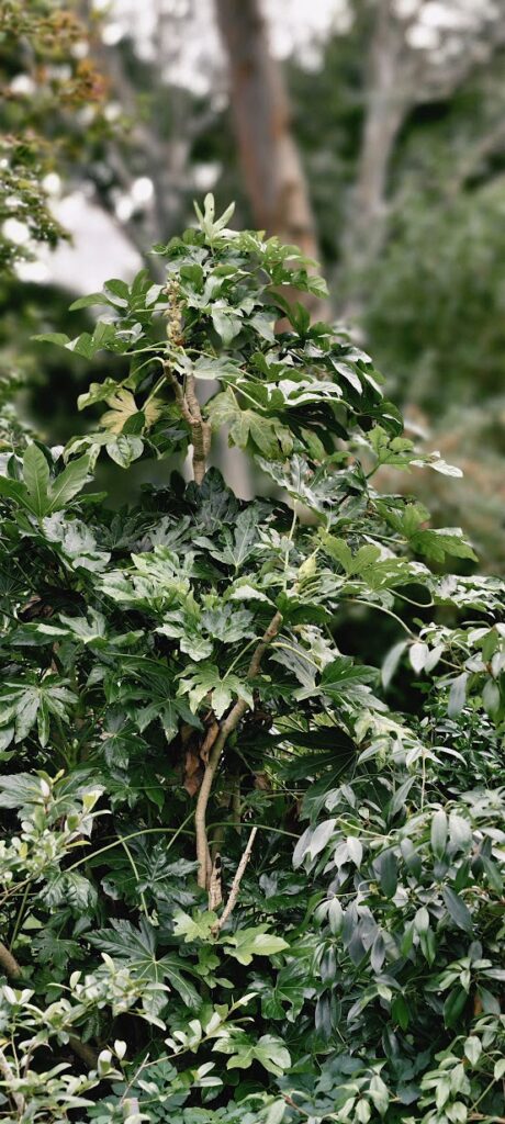 fatsia japonica