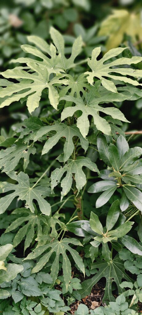 fatsia polycarpa