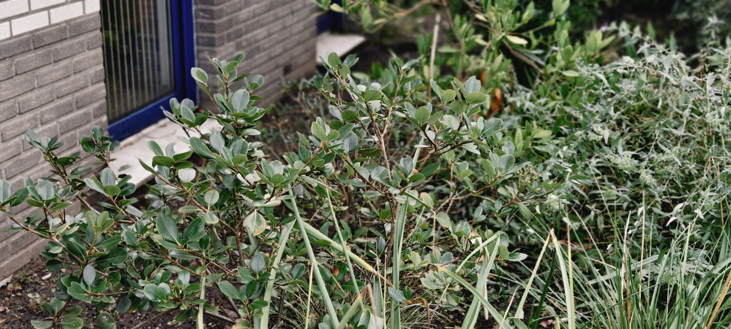 Rhaphiolepis umbellata