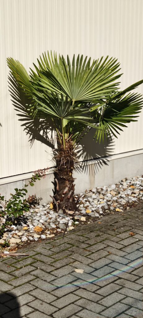 trachycarpus wagnerianus