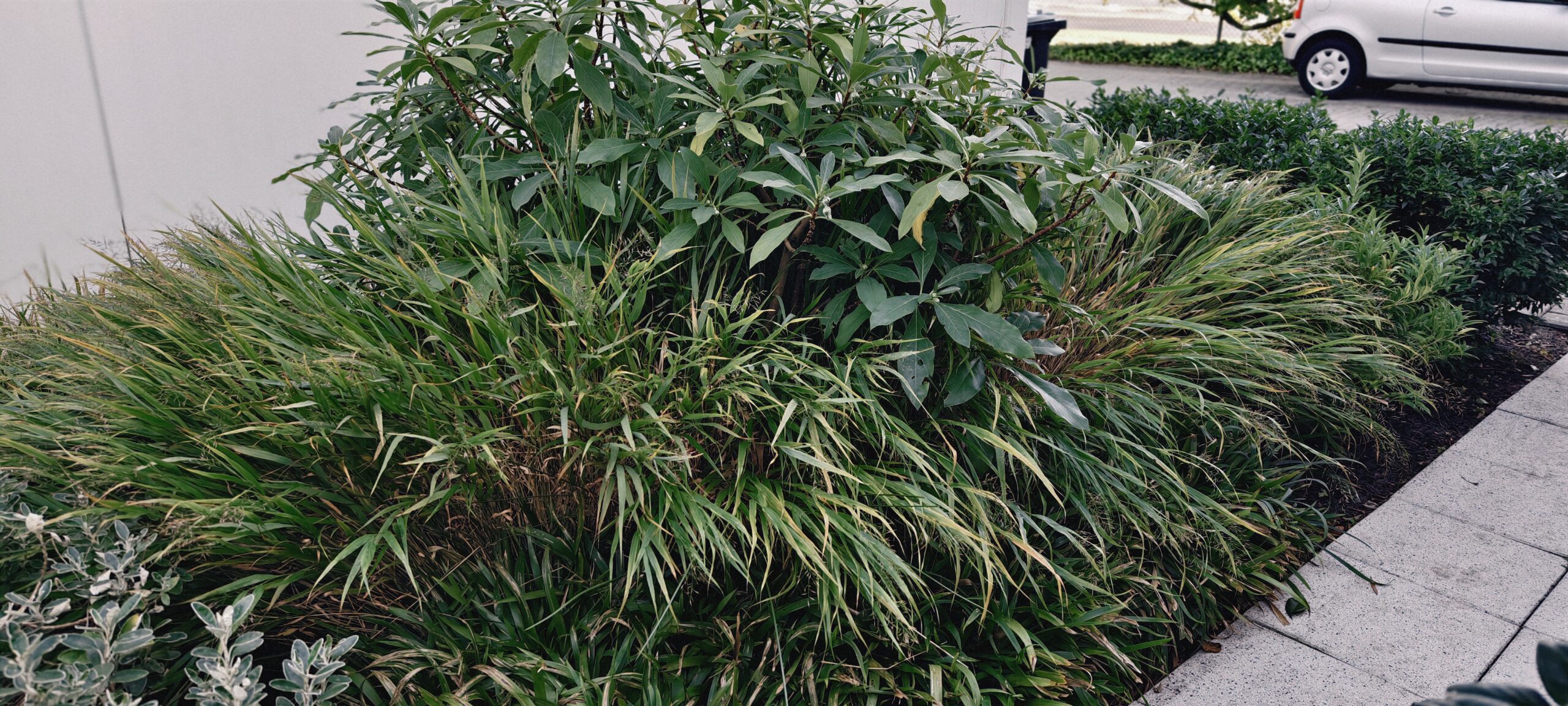 Hakonechloa macra