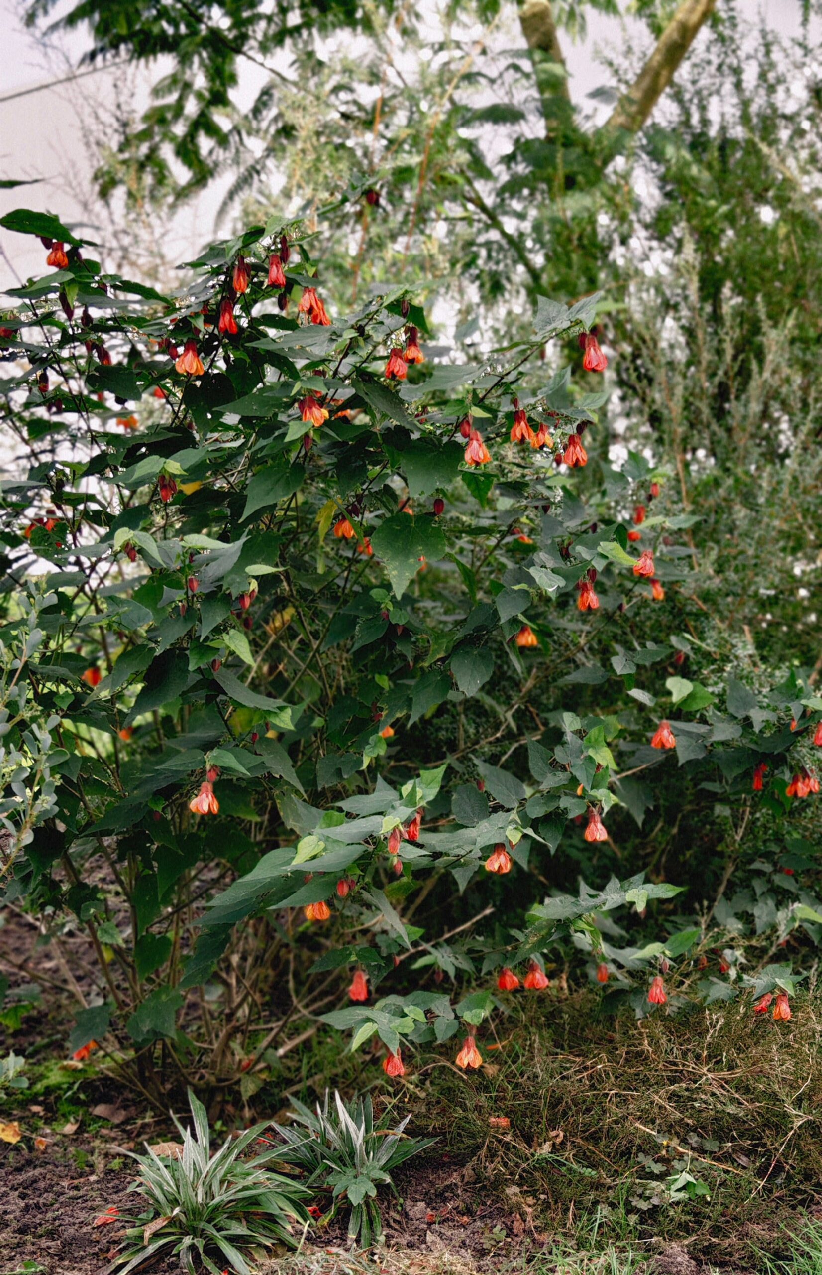 abutilon hot lava