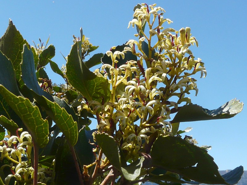 Lomatia hirsuta