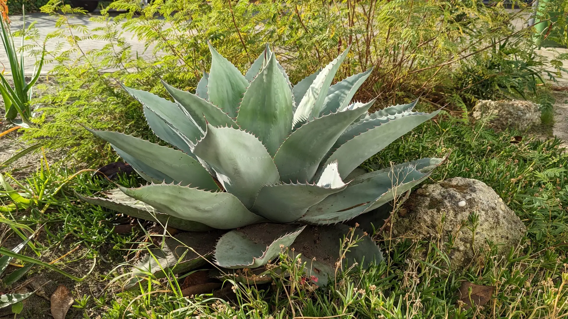 Agave ovatifolia