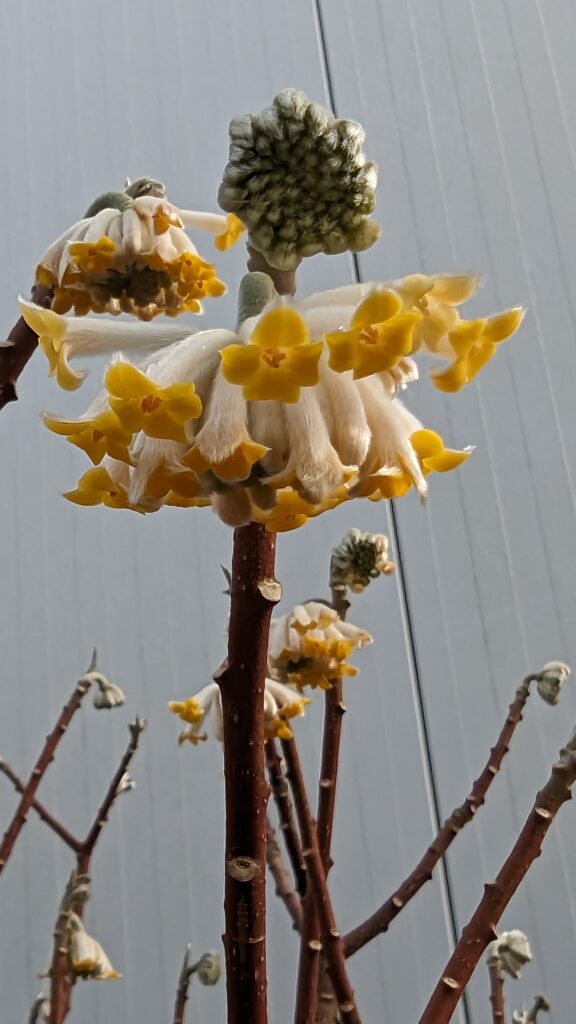 edgeworthia chrysantha