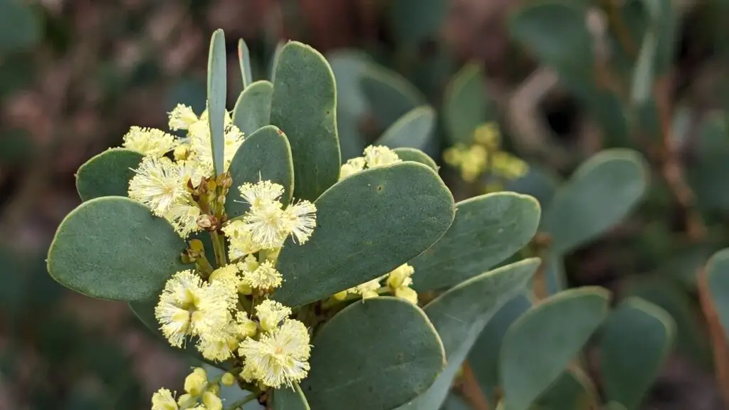 acacia alpina