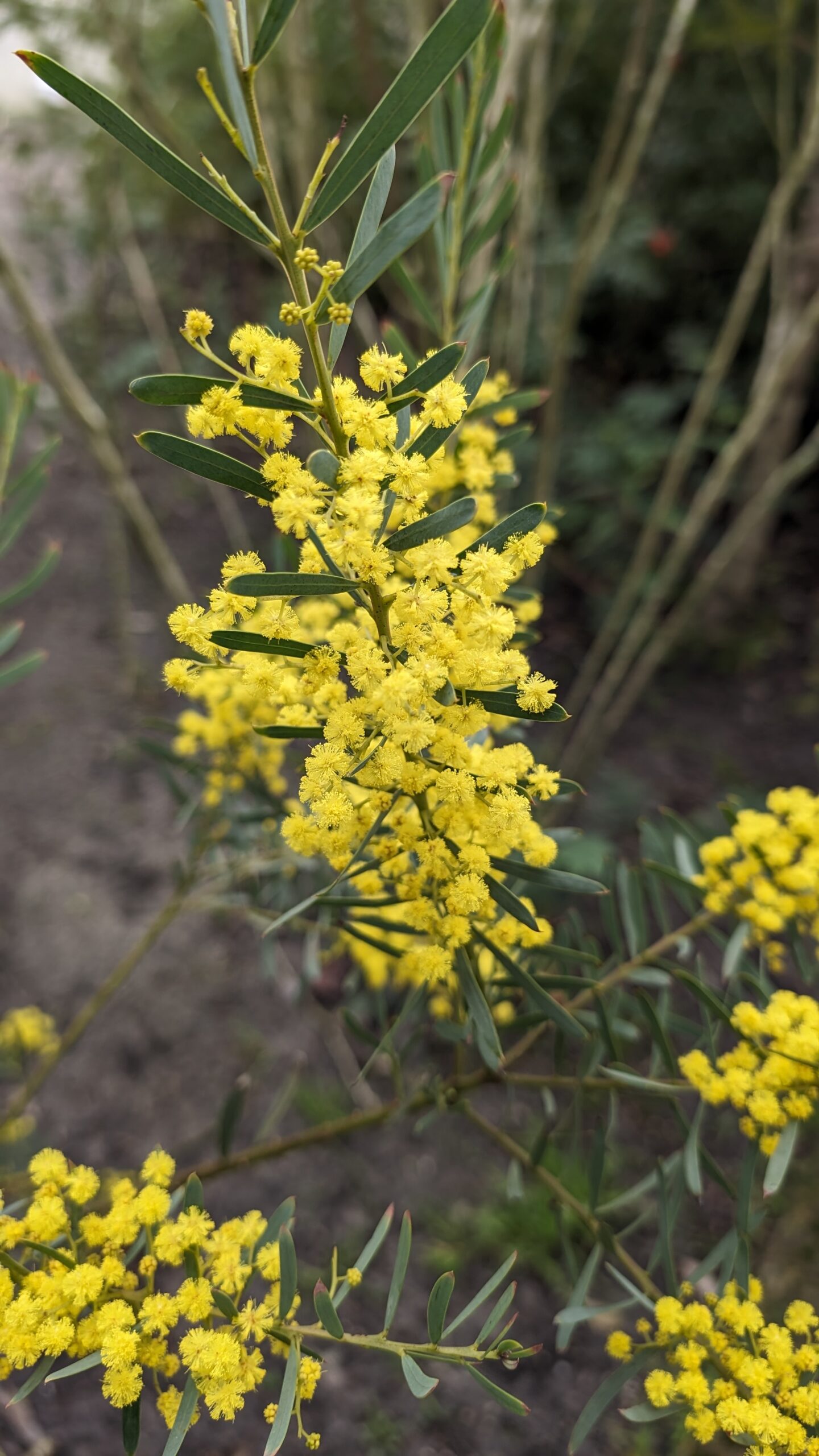 acacia boormanii