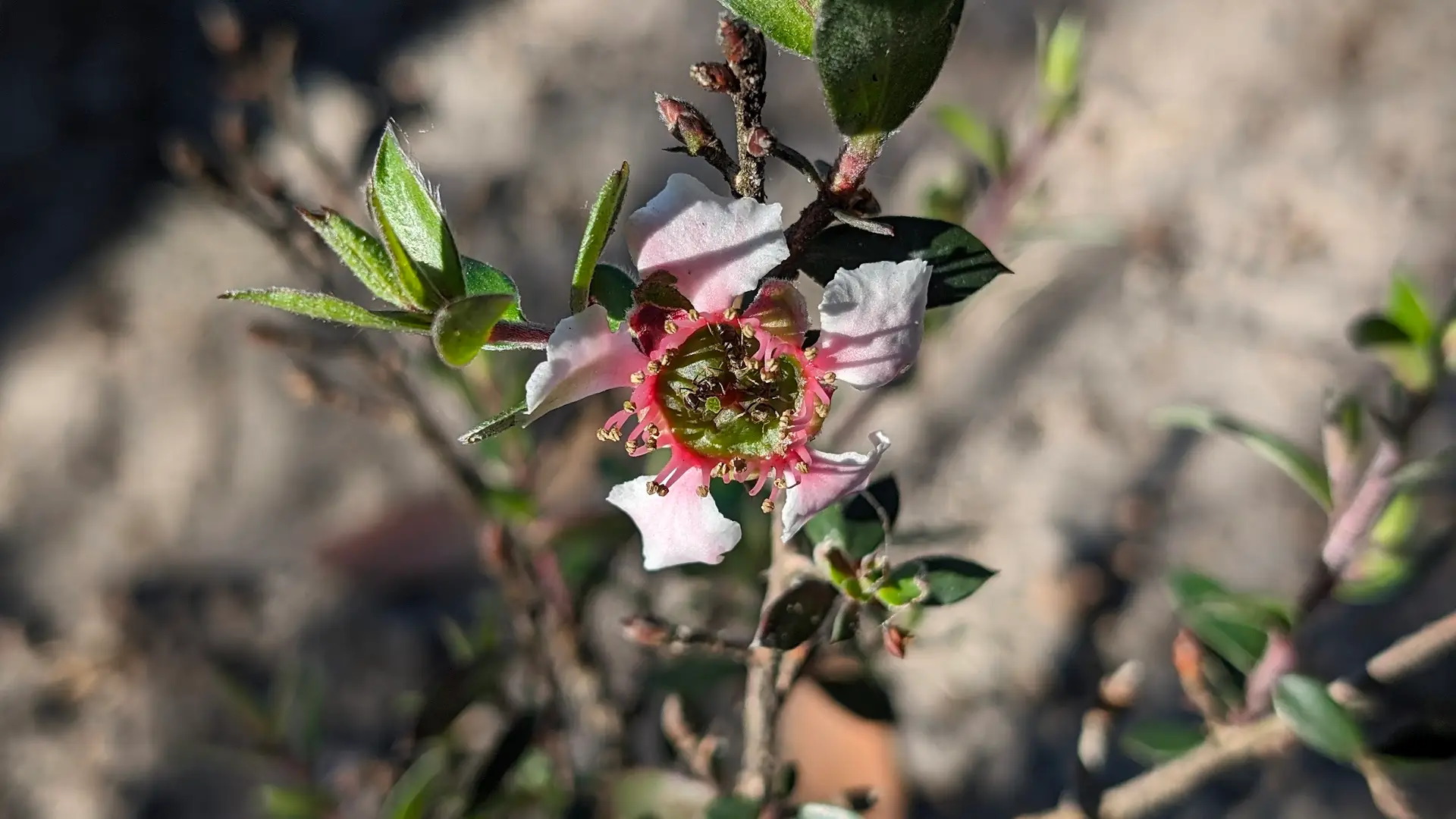 Leptospermum lanigerum mesmer eyes