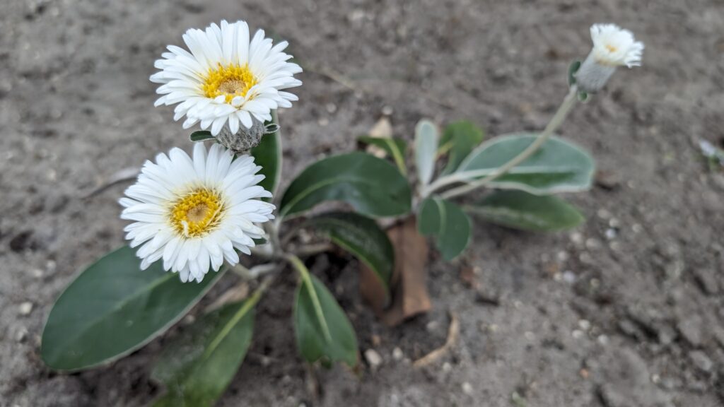 Pachystegia insignis 'Daizea Hardec'