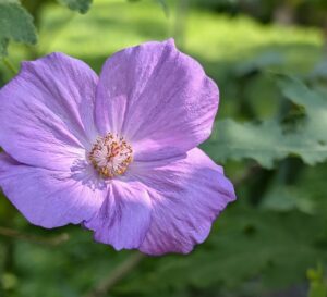 abutilon x suntense