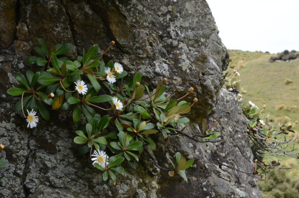 Pachystegia insignis