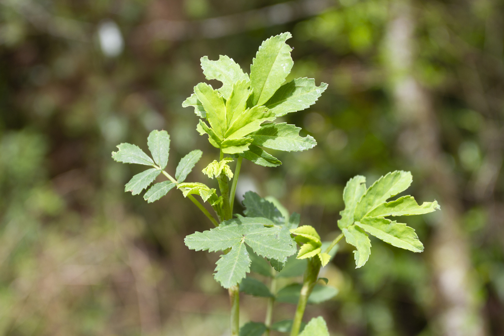 Polylepis australis