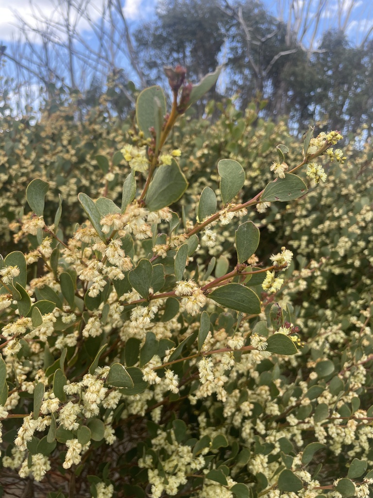 acacia alpina