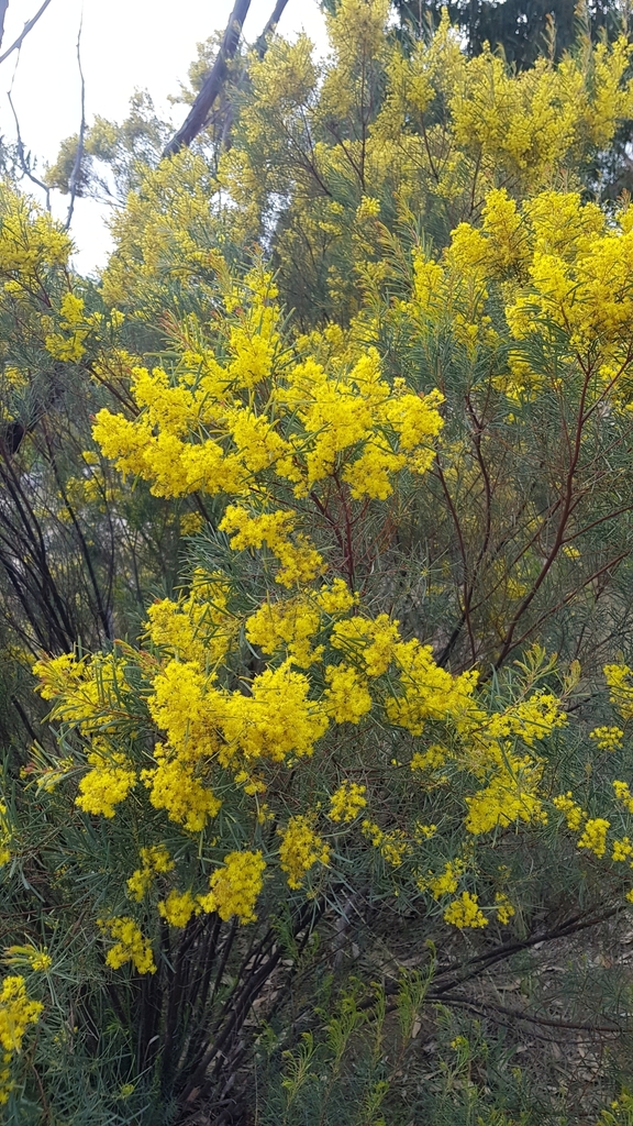 acacia boormanii