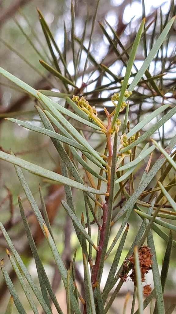 acacia boormanii