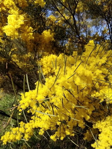 acacia boormanii 