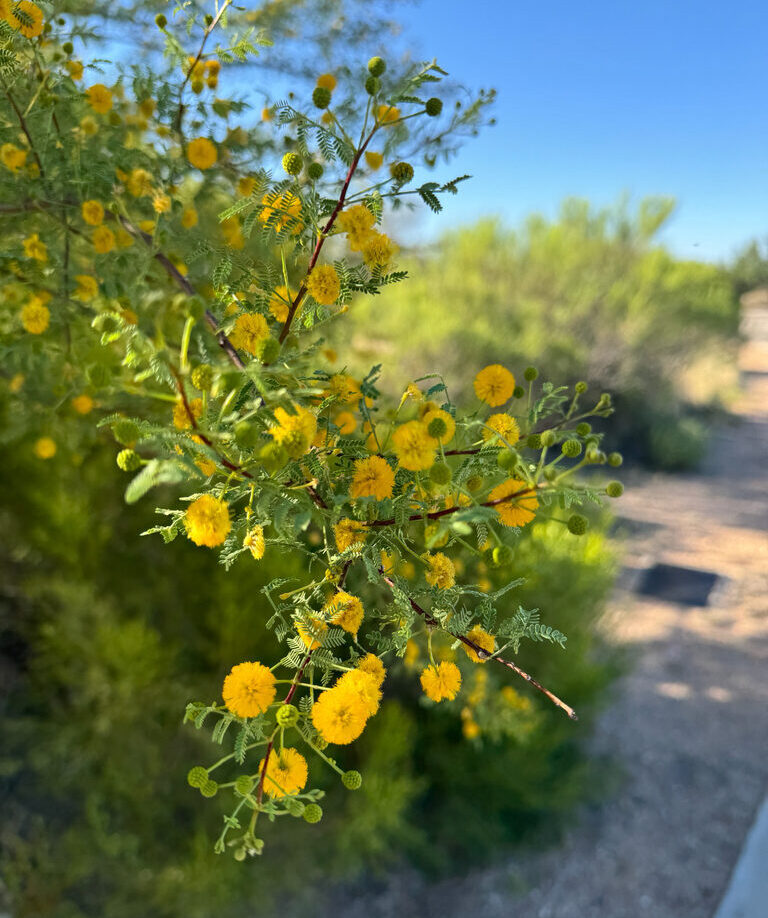 acacia constricta