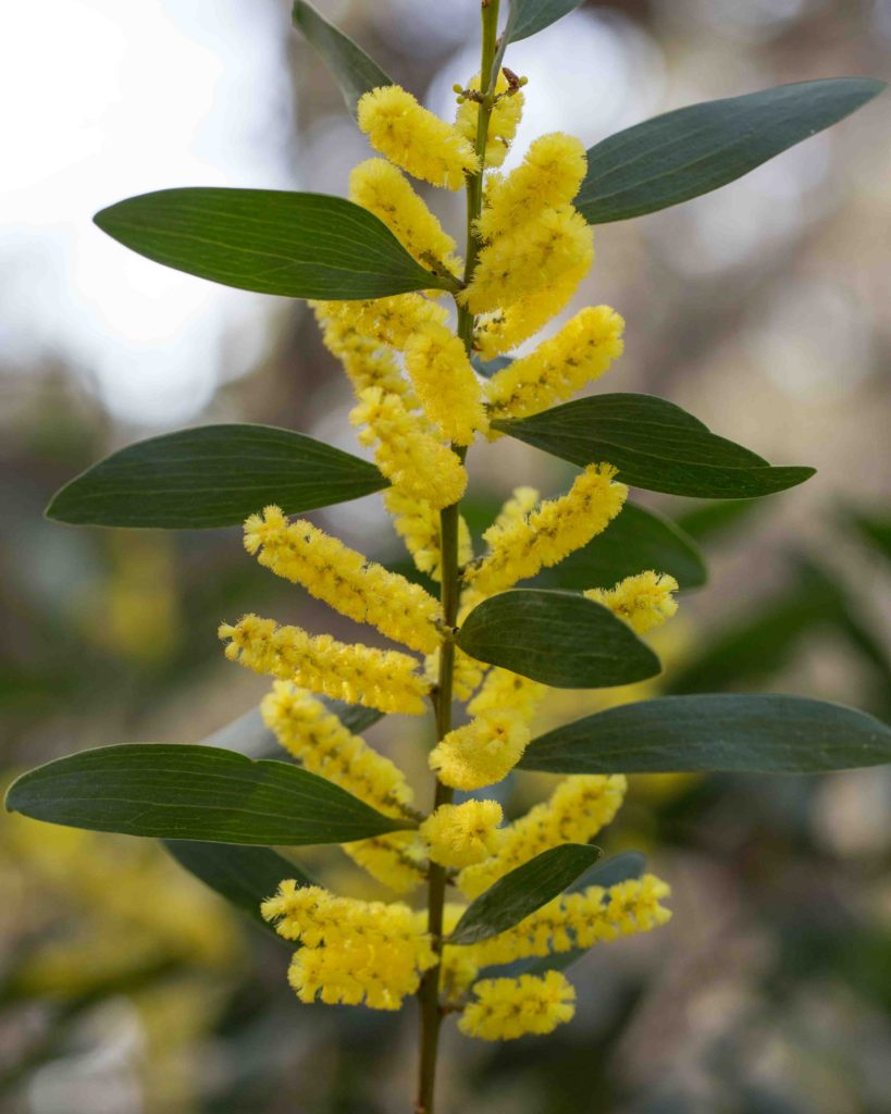 acacia longifolia