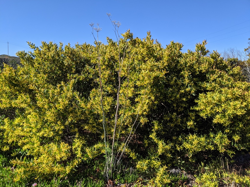 acacia longifolia