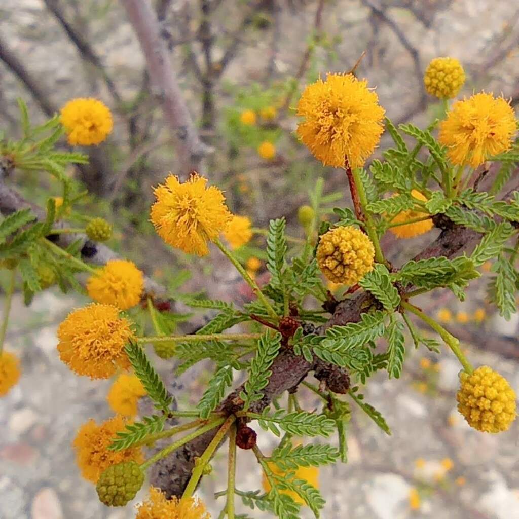 acacia neovernicosa