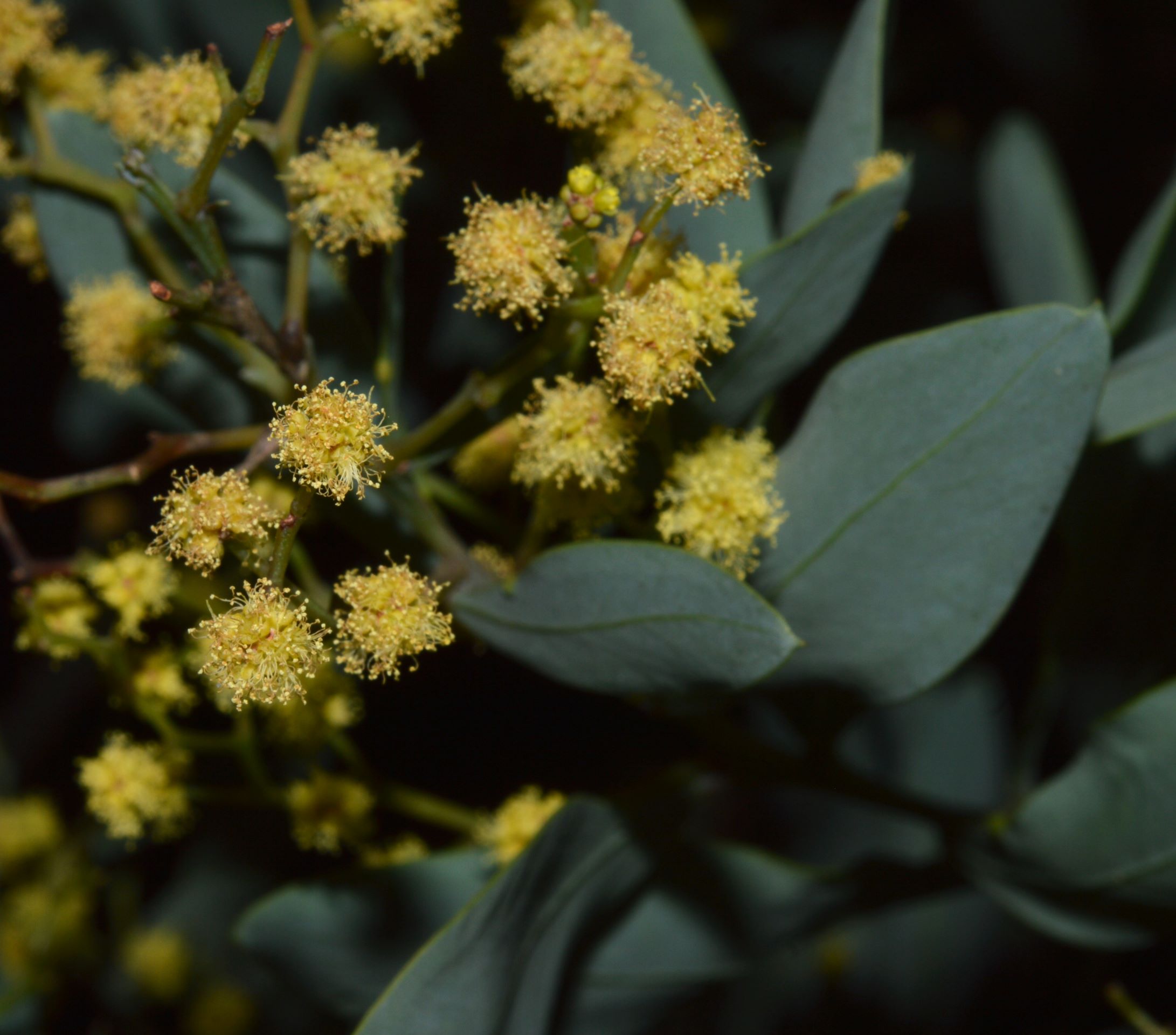 Acacia pataczekii