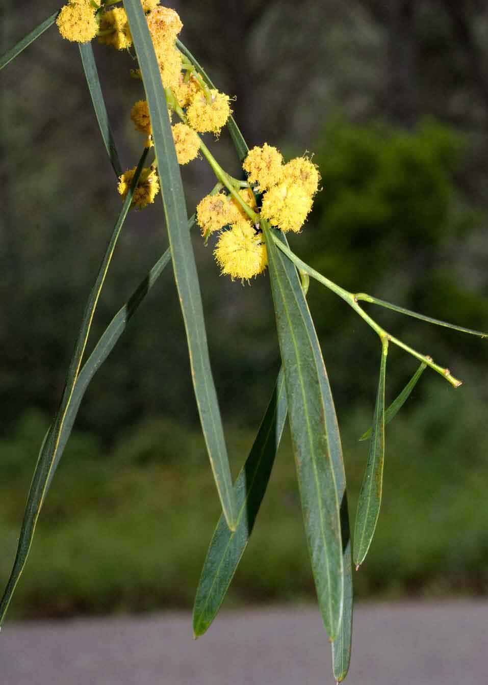 acacia retinodes