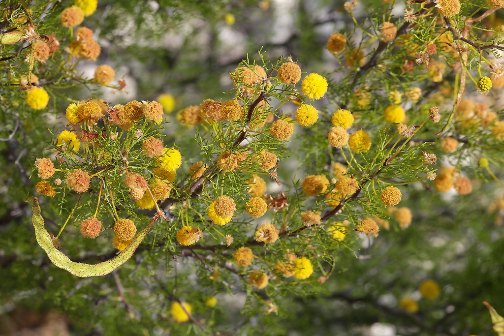 acacia schottii