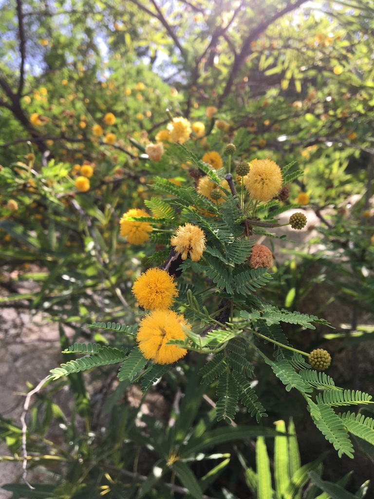 acacia schottii