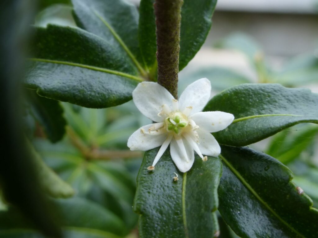 Acradenia frankliniae