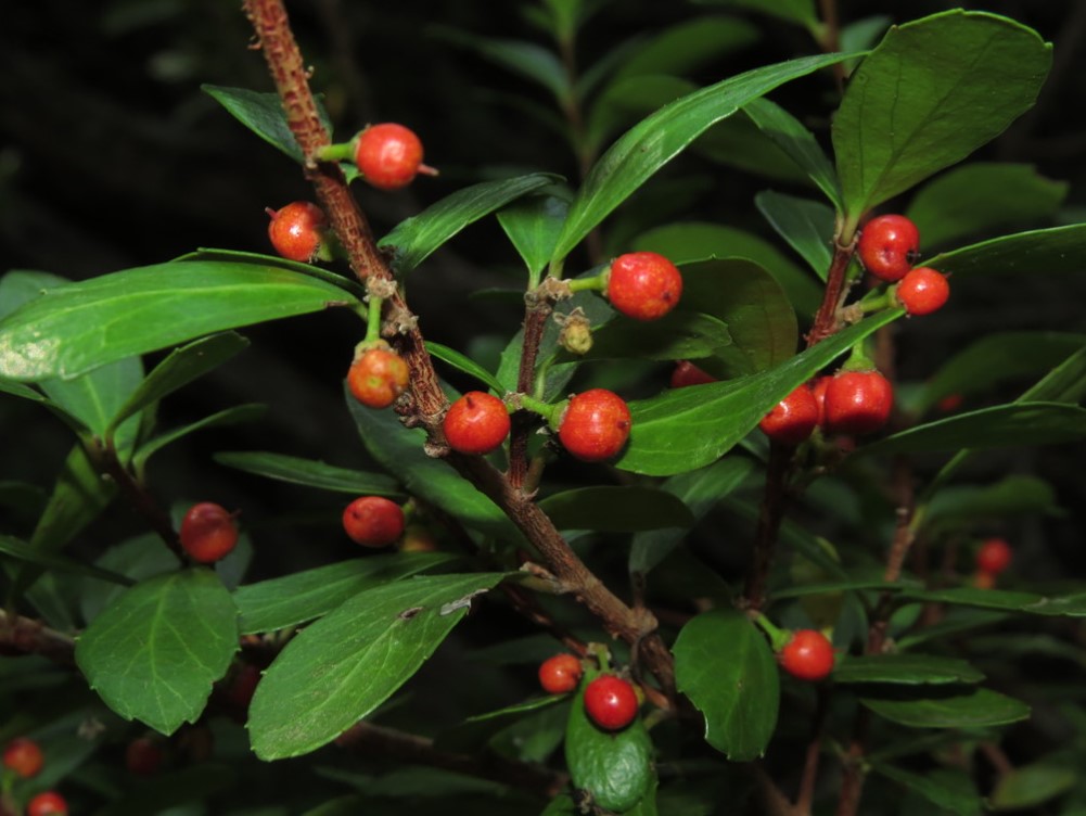 azara alpina