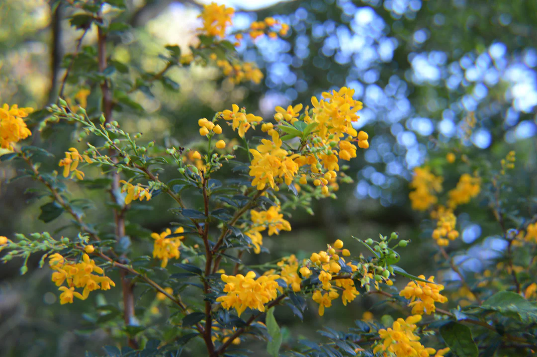 berberis darwinii