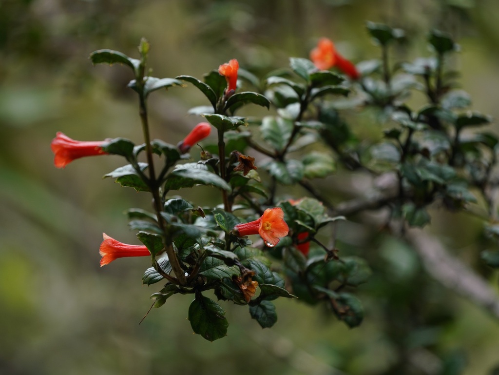 desfontainia spinosa444