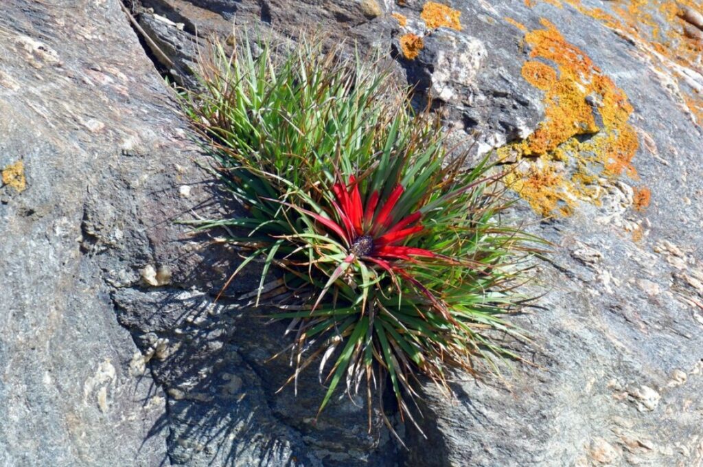 fascicularia bicolor 