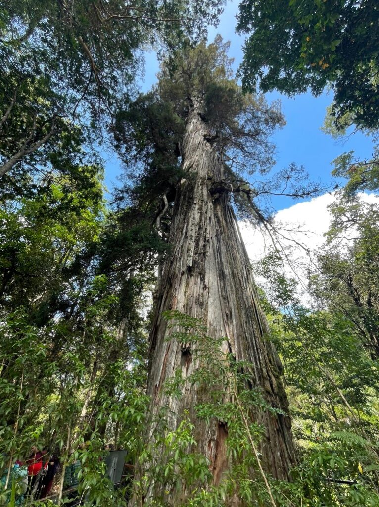 fitzroya cupressoides 