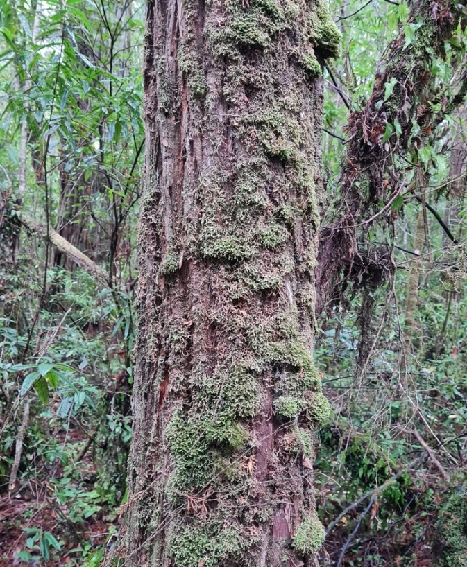 fitzroya cupressoides