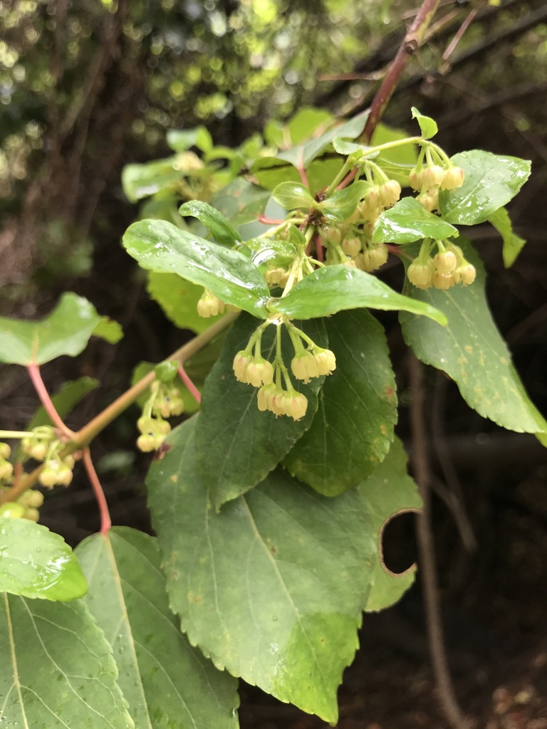 aristotelia chilensis