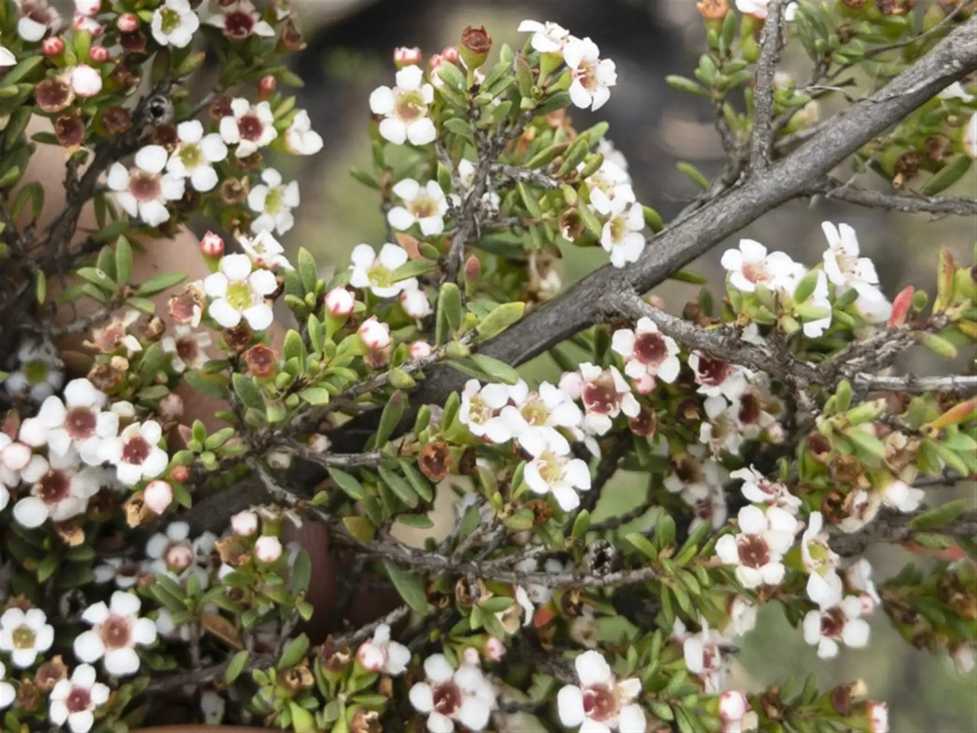 leptospermum myrtifolium