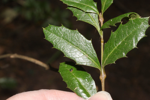 desfontainia spinosa