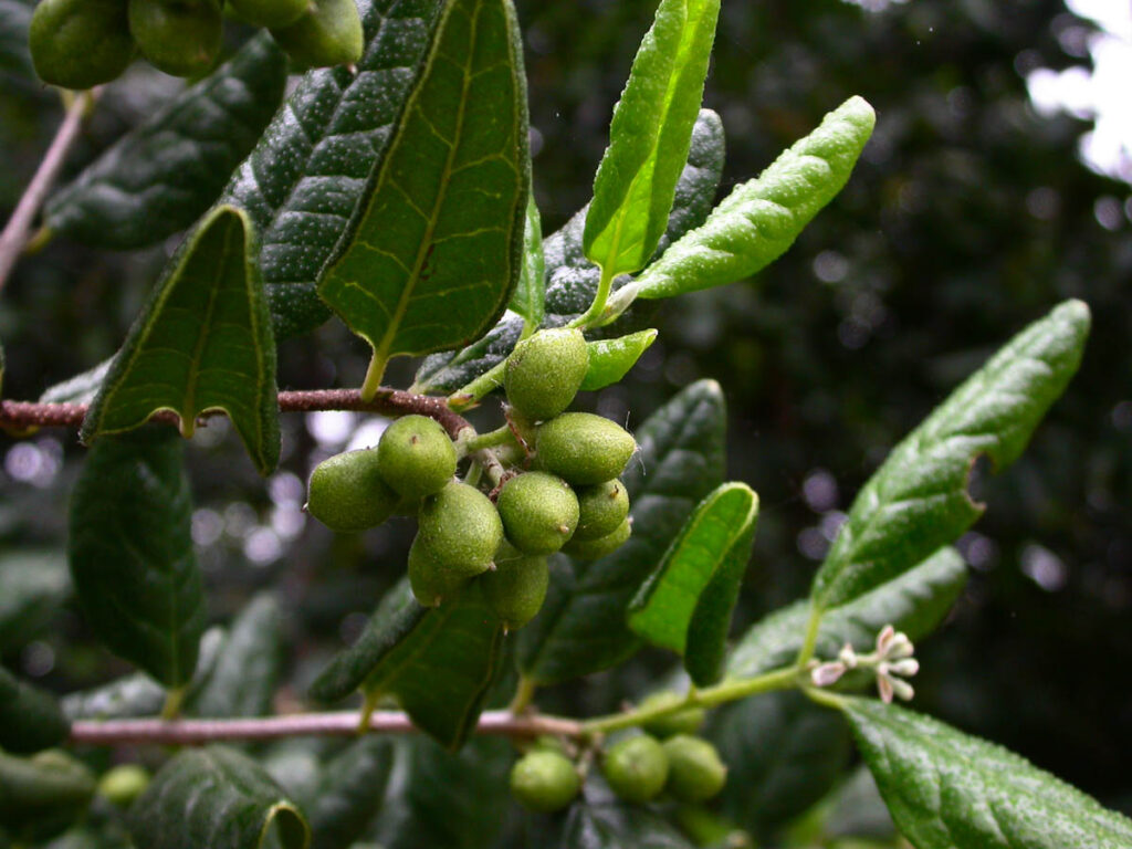 Peumus boldus