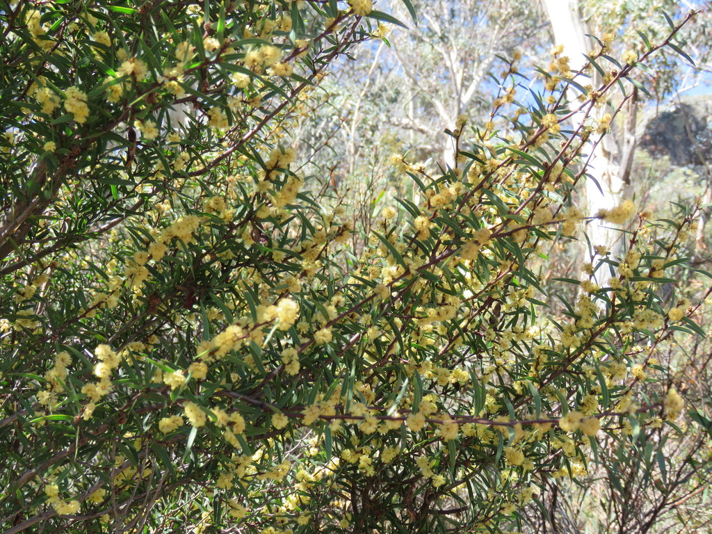 Acacia siculiformis 