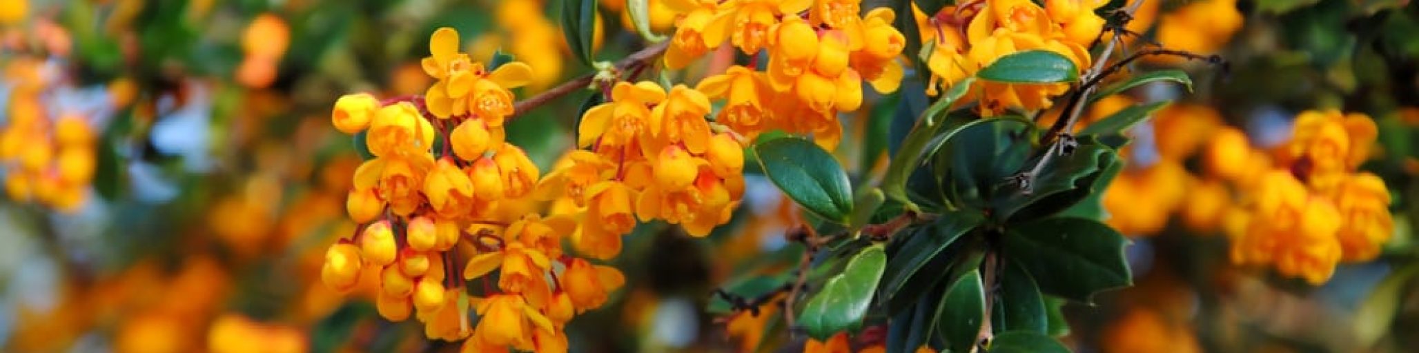 berberis darwinii