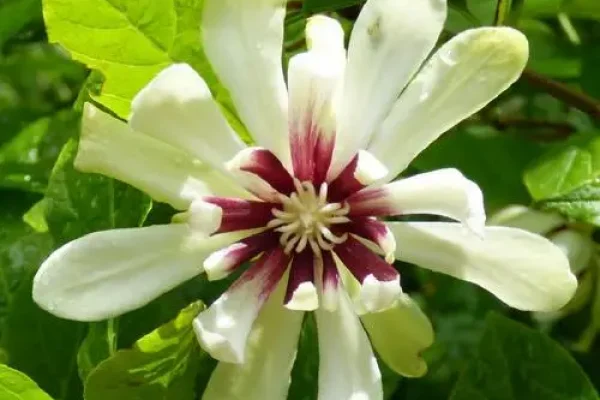 calycanthus venus