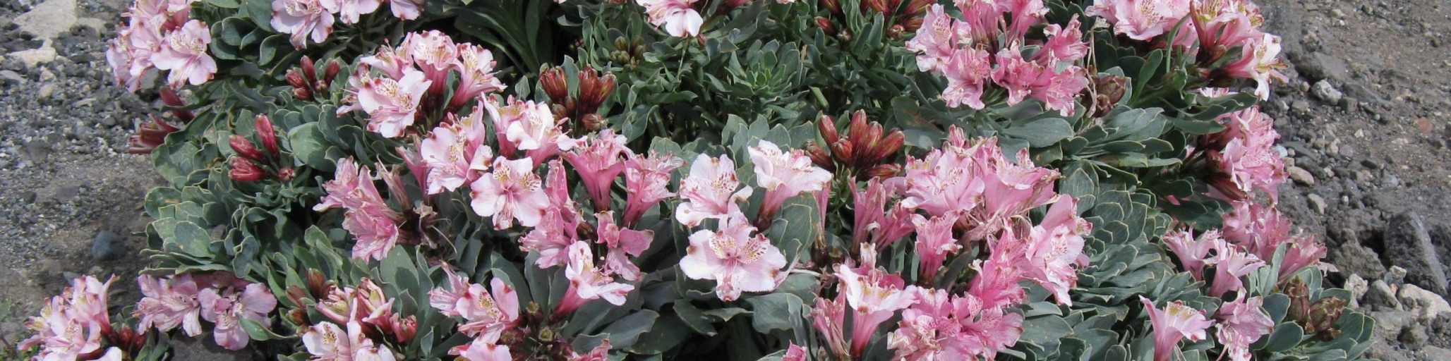 Alstroemeria umbellata